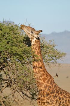 Isolated giraffe pulling tongue in Tsavo West Park in Kenya