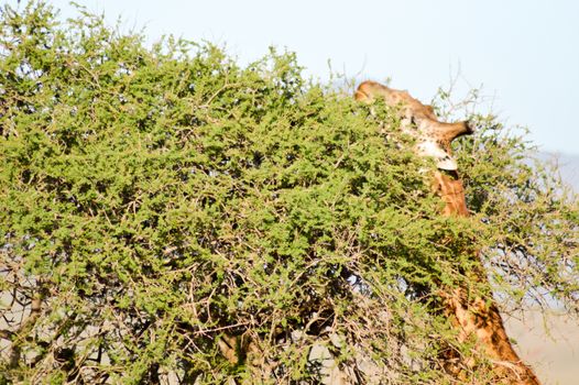 Isolated giraffe pulling tongue in Tsavo West Park in Kenya