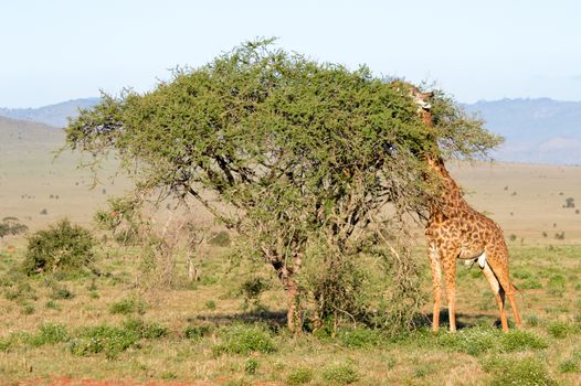 Isolated giraffe pulling tongue in Tsavo West Park in Kenya