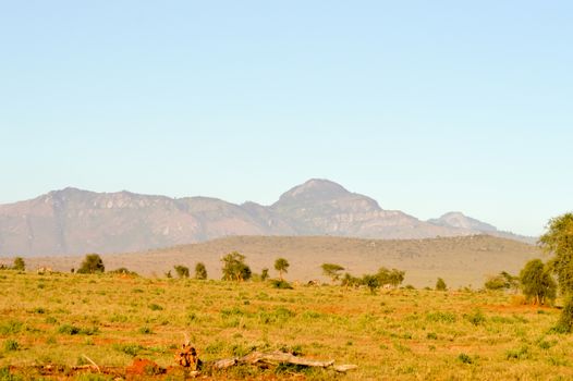 View of the Tsavo East savannah in Kenya with the mountains in the background