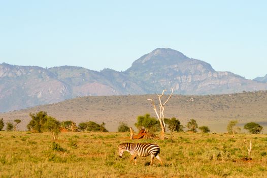 View of the Tsavo East savannah in Kenya with the mountains in the background