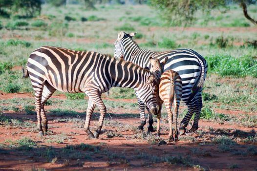 Zebra lying in the savanna of Tsavo West Park in Kenya