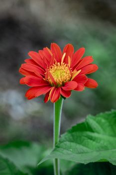 Red gerbera flowers on nature background.