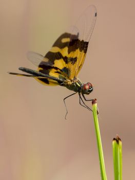 Image of a dragonfly (Rhyothemis variegata) on nature background. Insect Animal