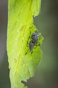 Image of insect on a green leaf. Bug