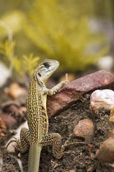 Image of Butterfly Agama Lizard (Leiolepis Cuvier) on nature background. . Reptile Animal