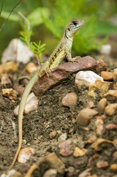 Image of Butterfly Agama Lizard (Leiolepis Cuvier) on nature background. . Reptile Animal