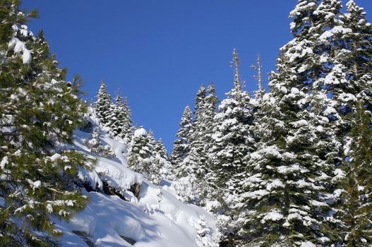 This is an image of a forest surounding Lake Tahoe after a heavy snow storm near Emerald Bay.