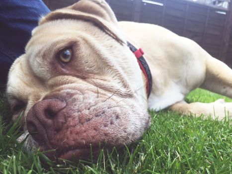 an olde tyme bulldog female dog laying on the grass