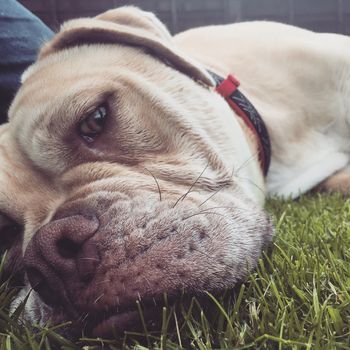 an olde tyme bulldog female dog laying on the grass