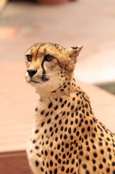 Beautiful spotted cheetah Acinonyx jubatus stands alert and watchful.