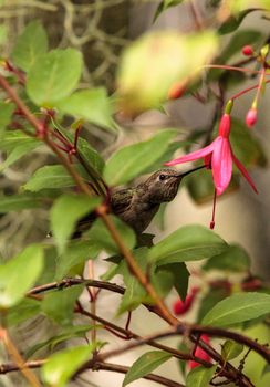 Annas Hummingbird, Calypte anna, nectars on a flower in a botanical garden in spring.