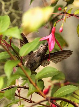 Annas Hummingbird, Calypte anna, nectars on a flower in a botanical garden in spring.