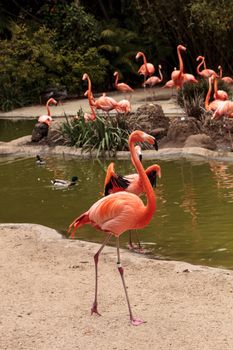 Pink Caribbean flamingo, Phoenicopterus ruber, in the middle of a flock laying eggs during breeding season.