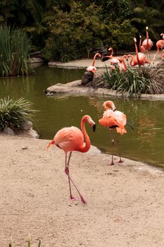 Pink Caribbean flamingo, Phoenicopterus ruber, in the middle of a flock laying eggs during breeding season.