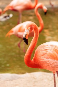 Pink Caribbean flamingo, Phoenicopterus ruber, in the middle of a flock laying eggs during breeding season.