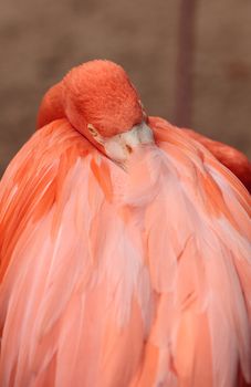 Pink Caribbean flamingo, Phoenicopterus ruber, in the middle of a flock laying eggs during breeding season.