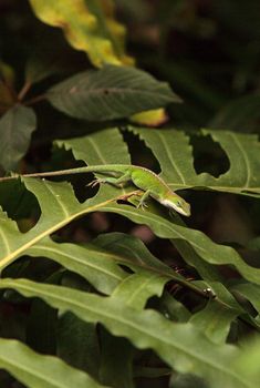 Green anole scientifically known as Anolis Carolinensis can be found in Florida on bromeliads and other tropical plants.