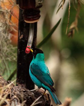 Green honeycreeper scientifically known as Chlorophanes spiza is found in the forest of South America.