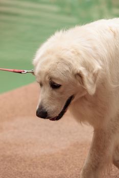 White great Pyrenees dog is a good watchdog for livestock such as sheep and chickens.