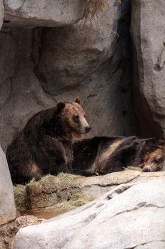 North American Grizzly bear Ursus arctos horribilis is a large brown bear found throughout North America.