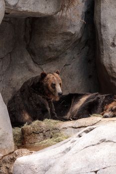 North American Grizzly bear Ursus arctos horribilis is a large brown bear found throughout North America.