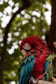 Green wing macaw Ara chloropterus is a colorful bird found in South America