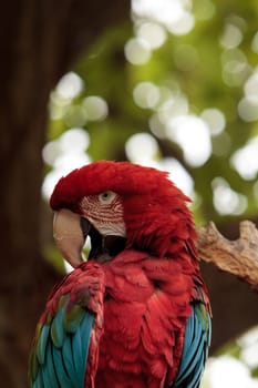 Green wing macaw Ara chloropterus is a colorful bird found in South America