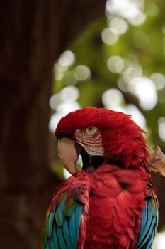 Green wing macaw Ara chloropterus is a colorful bird found in South America