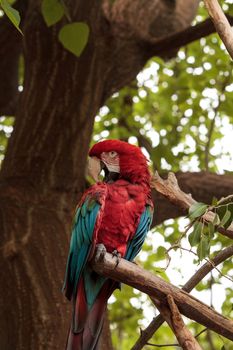 Green wing macaw Ara chloropterus is a colorful bird found in South America