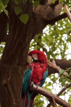 Green wing macaw Ara chloropterus is a colorful bird found in South America