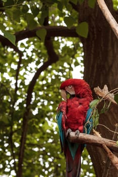 Green wing macaw Ara chloropterus is a colorful bird found in South America