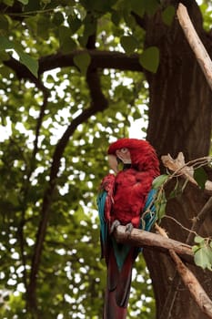 Green wing macaw Ara chloropterus is a colorful bird found in South America