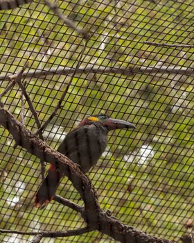 Caged Guianan toucanet Selenidera piperivora is a colorful bird normally found in the Amazon rainforest.