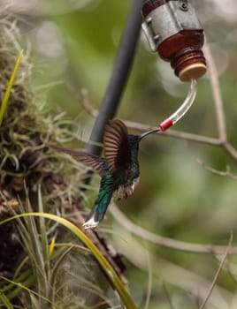 White necked Jacobin known as Florisuga mellivora in a tree