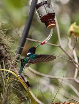 White necked Jacobin known as Florisuga mellivora in a tree