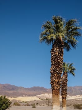 Image of Mountains, palm tree and desert landscape with blue sky. Death Valley National park, USA
