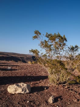 Image of Mountains, dry tree and desert landscape with blue sky. Death Valley National park, USA