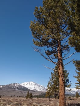 Pine tree , snow capped mountain landscape in California , USA