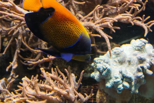 Underwater shot, fish in an aquarium with coral and sea anemone.