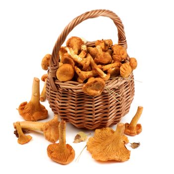 Arrangement of Raw Chanterelles with Dry Leafs and Stems in Wicker Basket closeup on White background