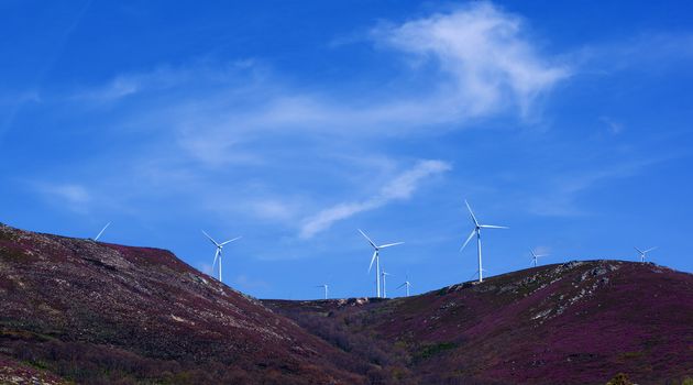 White Electrical Power Generating Wind Turbines on Lavender Hills agains Blue Skies background Outdoors. Castile and Leon, Spain
