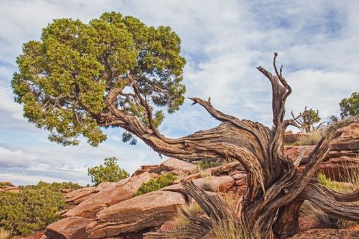 Utah Juniper at Grand View in Canyonlands National Park Utah.