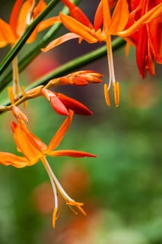 Crocosmia aurea a very attractive garden plant with a number of bright orange flowers in a full spike at the end of the flower stalk. The tall stalks make it desirable in a vase as a cut flower.