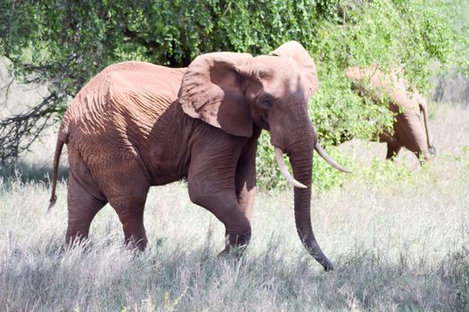 Red Elephant isolated in the savannah of Tsavo East park in Kenya