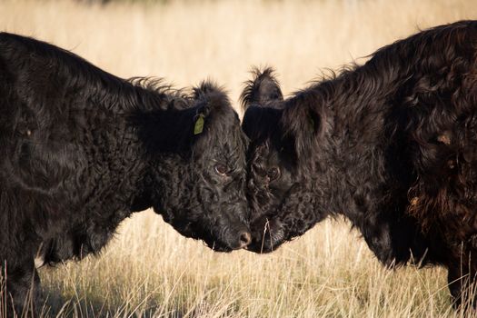 Two bulls in Richmond Park, England headbutting