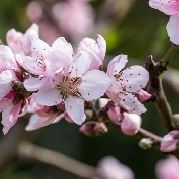 Detail of peach blossom in spring time.