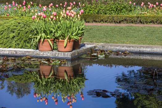Orange and pink tulips growing next to a pond with a tree reflection. The pond has assorted fish and lilly pads throughout the water feature.