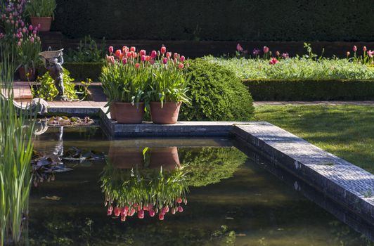 Orange and pink tulips growing next to a pond with a reflection of the tulips. The pond has assorted fish and lilly pads throughout the water feature.