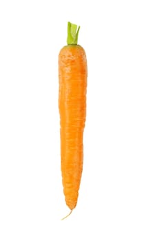fresh long carrot on white background